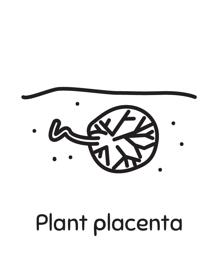 Plant Placenta